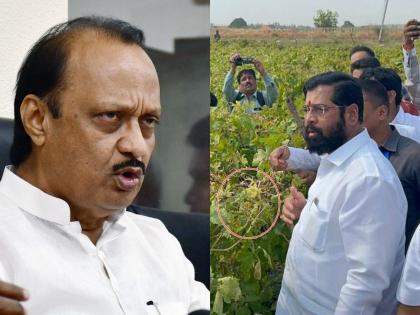 Ajit Pawar's letter to Chief Minister Eknath Shinde: Give 1 lakh aid for damage to orchards for farmers | फळबागांच्या नुकसानीसाठी हेक्टरी १ लाख मदत द्या, अजित पवारांचं मुख्यमंत्र्यांना पत्र