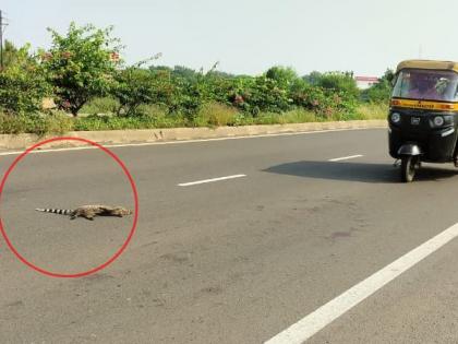 Udmanjar, Sayalu killed in accident on Hyderabad road | हैद्राबाद रोडवरील अपघातात उदमांजर, सायाळू ठार