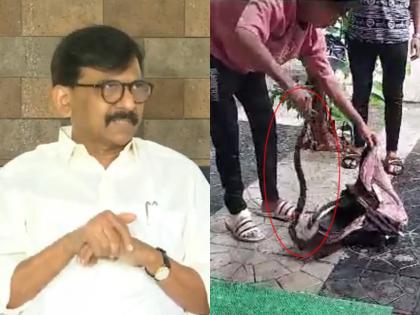 Video: While Sanjay Raut's press conference was going on, a big snake came out in bhandup house | Video: संजय राऊतांची पत्रकार परिषद सुरू असतानाच निघाला मोठा साप