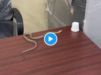 Video: An angry citizen left a snake in the office without the government officials paying attention in hyderabad GHMC | Video: महापालिका अधिकारी लक्षच देईना, संतप्त नागरिकाने कार्यालयातच सोडला साप