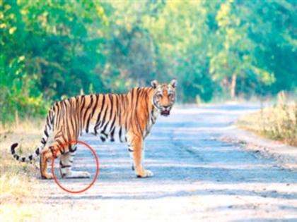 An injured tigress with two cubs walking in the forest caught the attention of the forest officials | ताडोबात फिरतेय दोन पिल्लांची जखमी वाघीण, वन अधिकाऱ्यांचे वेधले लक्ष