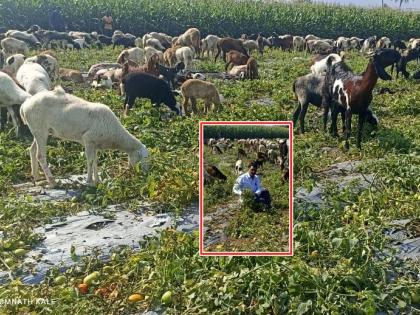 Blank receipts in hand; farmer left the goats and sheep in the tomato farm in sangmner | हाती कोऱ्याच पावत्या; बळीराजाने टोमॅटोच्या शेतात सोडल्या शेळ्या अन् मेंढ्या