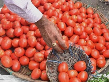 Tomatoes reached hundreds in the retail market | शेतकऱ्याच्या टमाट्याचा भाव वधारला, किलोला 100 रुपये ऐकून ग्राहक अवाक् झाला