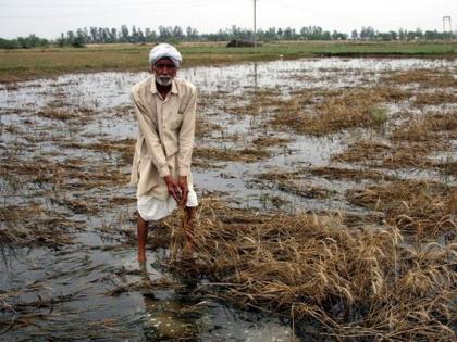 Editorial - Call of ruined dreams, tears in Baliraja's eyes due to heavy rains | संपादकीय - उद्ध्वस्त स्वप्नांची हाक, अतिवृष्टीने बळीराजाच्या डोळ्यात पाणी