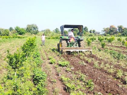 weather damage; Baliraja turned the tractor on eight acres of gram | अवकाळीने नुकसान; बळीराजाने आठ एकरातील हरभऱ्यावर फिरविला ट्रॅक्टर