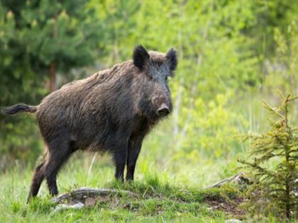 Radha, stone throwing, vandalism, crimes against former speakers for stealing pigs | वराह चोरीवरून राडा, दगडफेक अन् तोडफोड; माजी सभापतींवरही गुन्हा