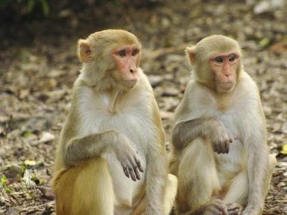 Two wild monkeys killed in Thane | ठाण्यात विजेच्या धक्क्याने दोन जंगली वानरांचा मृत्यू