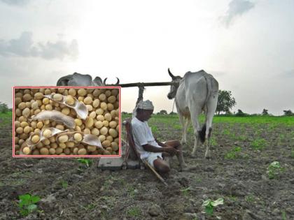 85 lakhs of the company to the farmers in the purchase of soybeans in latur | सोयाबीन खरेदीत शेतकऱ्यांना कंपनीचा ८५ लाखांचा गंडा, ३७ जणांना फसवले