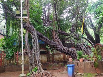 The old wadda trees in the mayor's bungalow collapsed in thane, witnessing history | महापौर बंगल्यातील जुने वडाचे झाड कोसळले, इतिहासाचा साक्षीदार निखळला