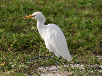 Bird selection: Cattle egret Akola's bird | पक्षी निवडणूक : गायबगळा ठरला अकोल्याचा पक्षी