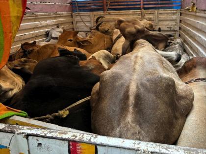 Giving life to 28 cattle going for slaughter; 15 lakhs seized | कत्तलीसाठी जात असलेल्या २८ गाेवंशांना जीवनदान; १५ लाखांचा मुद्देमाल जप्त