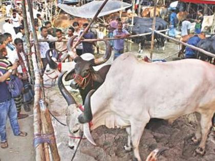 The turnover of lakhs in the cattle market runs on faith! | गुरांच्या बाजारातील लाखाेंची उलाढाल चालते विश्वासावर!