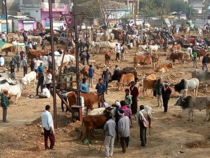 Animal market allowed in Solapur; Know the detailed terms and conditions | सोलापुरात प्राण्यांचे बाजार भरविण्यास परवानगी; जाणून घ्या सविस्तर अटी व शर्ती