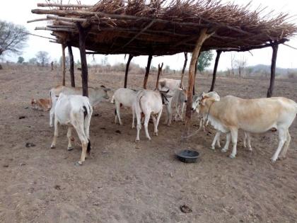 Theft of cattle from cowsheds in Kharghar | खारघरमध्ये गोशाळेतील जनावरांची चोरी, दोन गायी, एक बैल चोरीला