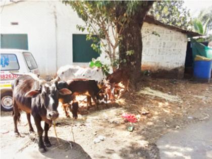 police Caught tempo transporting cattle illegally in poladpur | गुरांची अवैध वाहतूक करणारा टेम्पो पकडला; दोन गायींचा मृत्यू