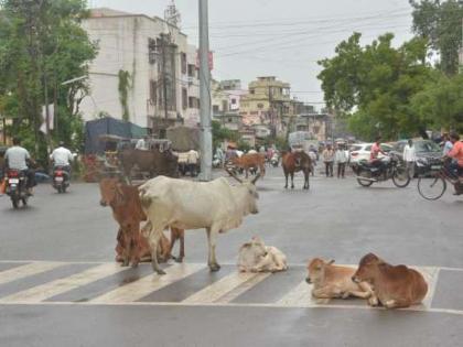 Development went to the pit; Settle your animals first! | विकास गेला खड्ड्यात; आधी मोकाट डुकरे, जनावरांचा बंदोबस्त करा!