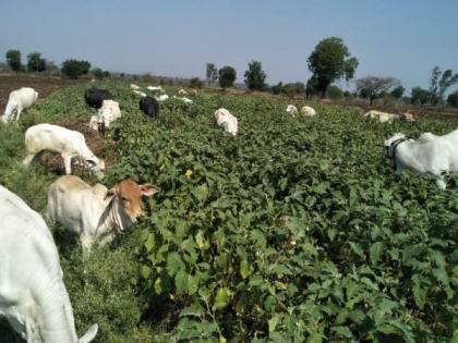 Grazing cattle in Brinzol field | विक्री होत नसल्याने वांग्याच्या शेतात चारली जनावरे!