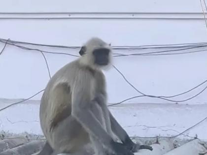 The electric shock shocked the monkey, who was rushed to hospital for treatment | विजेच्या धक्क्याने वानराला शॉक, उपचारासाठी रुग्णालयात हलवले