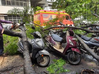 52-year-old citizen injured, 4 bikes damaged due to falling tree | झाड पडल्याने ५२ वर्षीय नागरिक जखमी, ४ दुचाकींचे नुकसान