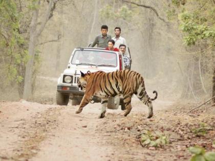 466 deaths in 10 years of wildlife conflict; No concrete answer | वन्यजीव संघर्षात १० वर्षात ४६६ व्यक्तींचा मृत्यू ; ठोस उत्तर नाही