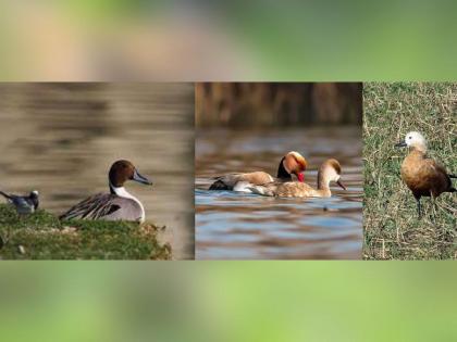 More than 32 species of migratory birds stay in Pench | ३२ पेक्षा अधिक प्रजातींचे स्थलांतरित पक्षी पेंचमध्ये मुक्कामाला