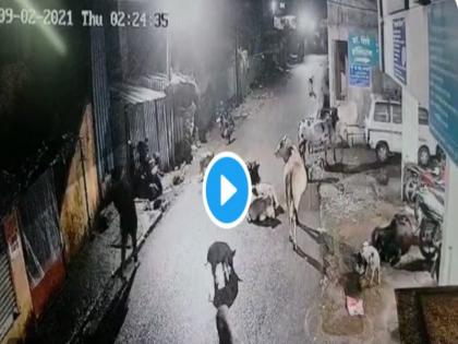 VIDEO : Incidents captured in the CCTV of Theft of cows; Shocking incident in Lonavala | VIDEO : इंजेक्शनद्वारे बेशुद्ध करत गायींच्या चोरीची घटना सीसीटीव्हीत कैद; लोणावळ्यातील धक्कादायक प्रकार