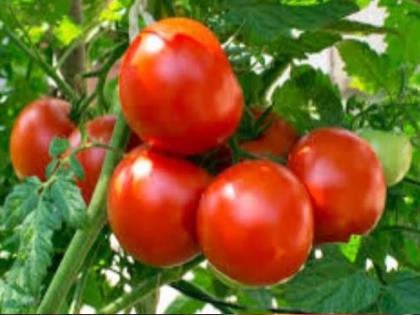 Thieves stole tomatoes worth 50,000 despite CCTV in the field, The incident at Herwad in Kolhapur district | Kolhapur News: शेतात ‘सीसीटीव्ही’ कॅमेरे लावले, तरी चोरट्यांनी ५० हजारांचे टोमॅटो चोरले