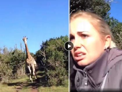 Angry giraffe run behind the tourists car shocking video goes viral | जंगल सफारी करत असलेल्या पर्यटकांच्या कार मागे धावला जिराफ, लोकांची हालत खराब!