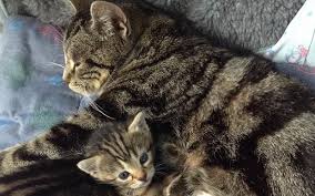 doctor cesarean pregnant cat buldhana | प्रसव पीडेने त्रासलेल्या मांजरीचे सिझर करून डॉक्टरांनी केली सुटका!