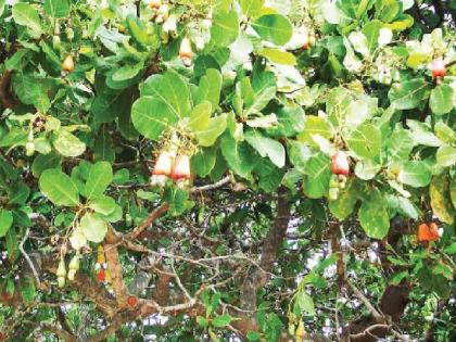 Infestation of moth, Tim mosquito diseases on cashew nuts | हमखास उत्पन्न देणारे ‘पांढरे सोने’ काळवंडले; फुलकिड्यांमुळे काजूला फटका 