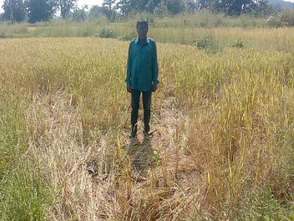 Gadchiroli | Roaming of wild elephants in paddy fields in Sindesur area, Loss of crops on hundreds of hectares | सिंदेसूर परिसरातील धानशेतीत रानटी हत्तींचा धूमाकूळ; शेकडाे हेक्टरवरील पिकांचे नुकसान