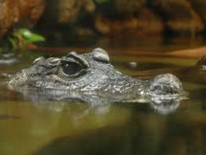 Crocodile found in a drain at dharampeth near patrakar sahnivas area | पत्रकार सहनिवास परिसरातील नाल्यात मगरीचा मुक्काम!