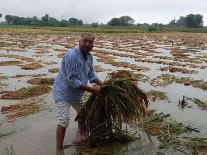 Two lakh farmers in the district will get help for the loss of crops due to continuous rain! | सततच्या पावसाने पिकांच्या नुकसानीची जिल्ह्यातील दोन लाख शेतकऱ्यांना मिळणार मदत !