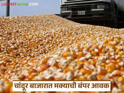 latest news Makka Bajarbhav : bumper arrival of maize in Chandur Bazaar; Thousands of quintals of maize imported from Madhya Pradesh | Makka Bajarbhav : चांदूर बाजारात मक्याची बंपर आवक; मध्य प्रदेशातून हजारो क्विंटल मका दाखल latest news Makka Bajarbhav : bumper arrival of maize in Chandur Bazaar; Thousands of quintals of maize imported from Madhya Pradesh | Makka Bajarbhav : चांदूर बाजारात मक्याची बंपर आवक; मध्य प्रदेशातून हजारो क्विंटल मका दाखल