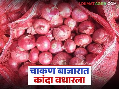 Kanda Market : Onion prices increased in Chakan Market Committee; Read how the price is being obtained? | Kanda Market : चाकण बाजार समितीत कांदा दर वधारला; वाचा कसा मिळतोय दर? Kanda Market : Onion prices increased in Chakan Market Committee; Read how the price is being obtained? | Kanda Market : चाकण बाजार समितीत कांदा दर वधारला; वाचा कसा मिळतोय दर?