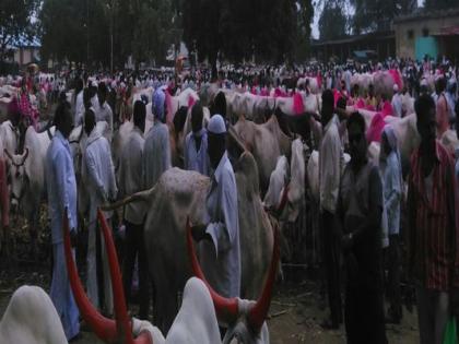 A record number of cattle in the cattle market in Chalisgao | चाळीसगावला गुरांच्या बाजारात विक्रमी पशुधनाची आवक