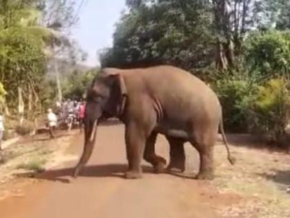 Chaloba elephant march now in Teurwadi Kolhapur, atmosphere of fear in the village | Kolhapur: चाळोबा हत्तीचा मोर्चा आता तेऊरवाडीत, गावात भीतीचे वातावरण Chaloba elephant march now in Teurwadi Kolhapur, atmosphere of fear in the village | Kolhapur: चाळोबा हत्तीचा मोर्चा आता तेऊरवाडीत, गावात भीतीचे वातावरण