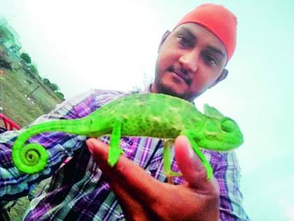 Chameleon lizard in Nagpur | रंग बदलणारा शामेलियन सरडा नागपुरात