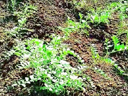 A village bomb exploded in a field while extracting chickpeas | चणा काढताना शेतात झाला गावठी बॉम्बचा स्फोट; दोन महिलांसह मुलगा जखमी