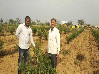 Farmer Sadashivrao Patil from Atpadi taluka of Sangli district planted white sandalwood tree | कल्पकतेच्या जीवावर नवनवे प्रयोग, सांगलीतील दुष्काळी भागातील शेतकऱ्याने माळरानावर फुलविली चंदनाची बाग