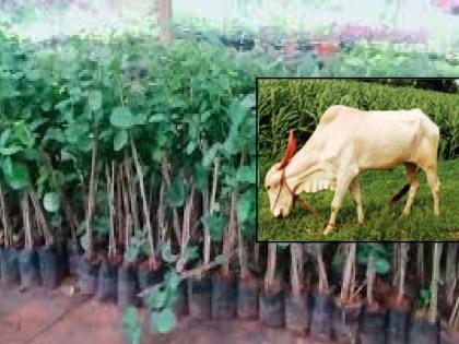 Animals ate red sandalwood plants worth Rs 4 lakh, case registered against owner | Ratnagiri: जनावरांनी खाल्ली सव्वाचार लाखांची रक्तचंदनाची रोपे, मालकावर गुन्हा दाखल Animals ate red sandalwood plants worth Rs 4 lakh, case registered against owner | Ratnagiri: जनावरांनी खाल्ली सव्वाचार लाखांची रक्तचंदनाची रोपे, मालकावर गुन्हा दाखल