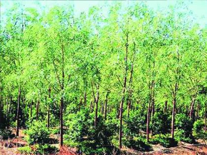 Sandalwood tree stolen from Sangli Municipal Park | सांगली महापालिकेच्या उद्यानातून चंदनाच्या झाडाची चोरी