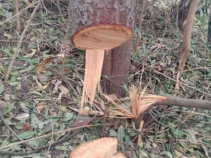 Pune Crime: 'Pushpabhai' stole seven sandalwood trees from NCL premises in Pashan | Pune Crime : 'पुष्पाभाईं'नी पाषाण येथील एनसीएलच्या आवारातील सात चंदनाची झाडे केली चोरी Pune Crime: 'Pushpabhai' stole seven sandalwood trees from NCL premises in Pashan | Pune Crime : 'पुष्पाभाईं'नी पाषाण येथील एनसीएलच्या आवारातील सात चंदनाची झाडे केली चोरी