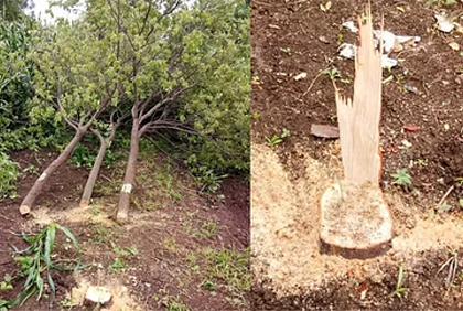 A sandalwood tree was cut down in the Government Rest House of Solapur; An ax driven into a neem tree | सोलापूरच्या शासकीय विश्रामगृहातील चंदनाचं झाड तोडलं; कडुलिंबाच्या झाडावर चालविली कुऱ्हाड