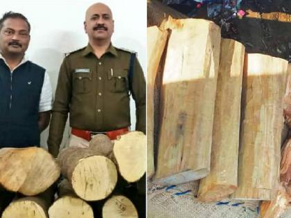 Smuggling of white sandalwood in Bilaspur Chhattisgarh, Sandalwood of worth Rs 5 lakh seized | Sandalwood Smuggling: छत्तीसगडमध्ये पांढऱ्या चंदनाची तस्करी, 5 लाखांचा मुद्देमाल जप्त; 'पुष्पराज' फरार