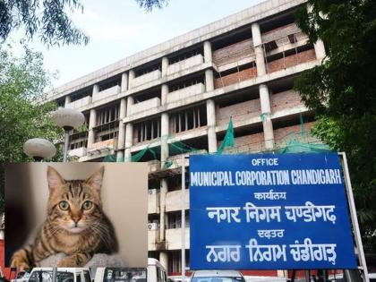 Chandigarh Municipal Corporation: Meow, meow... Cat entered the municipal hall, AAP-Congress corporators ran away, then... | म्यॅव, म्यॅव... महापालिकेच्या सभागृहात घुसलं मांजर, आप-काँग्रेसच्या नगरसेवकांची पळापळ, त्यानंतर... 