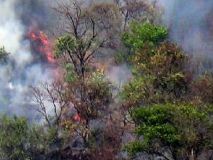 Forest fire again near Chandoli Tiger Reserve, teak tree with medicinal plants burnt | Sangli News: चांदोली व्याघ्र प्रकल्पाजवळ जंगलात पुन्हा आग, औषधी वनस्पतीसह सागवान वृक्ष जळून खाक 