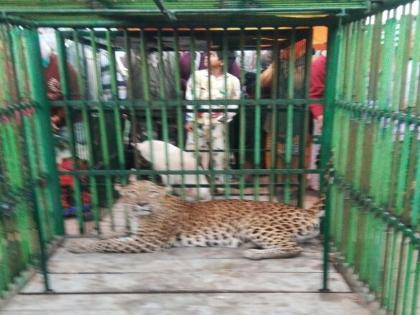 After all, 'he' leopard jerk! Shindevi was in panic, Forest Department and FDCM succeeded |  अखेर 'तो' बिबट्या जेरबंद! सिंदेवाही परिसरात होती दहशत, वनविभाग व एफडीसीएमला यश