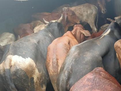 illegal transportation of animals in truck rescue of 25 animals sawali police action | ट्रकमध्ये कोंबून जनावरांची अवैध वाहतूक; २५ जनावरांची सुटका, सावली पोलिसांची कारवाई 