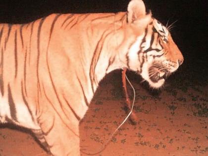 Tigress is missing in Chandrapur District | गळ्यात फास घेतलेल्या वाघिणीची ४२ कॅमेऱ्यांना हुलकावणी